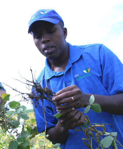 Soybean Cyst nematode